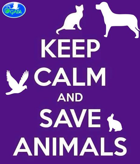 manifestino gaia save animals - 10245584_239654562894482_5665952305303832545_n - copia